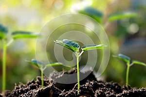 Young plant on succulent soil.