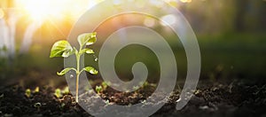 Young Plant in Sunlight