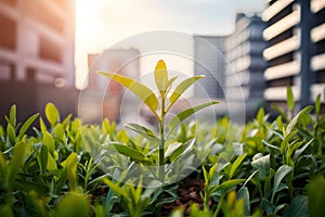 A young plant thrives among urban buildings, shining brightly in the warm sunlight, symbolizing hope