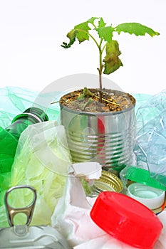 Young plant in a tin can growing among rubbish