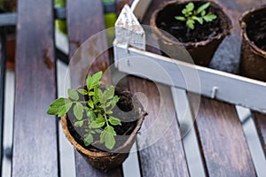 Young plant, tomato seedling in peat pot, selective focus