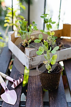 Young plant, tomato seedling in peat pot, selective focus