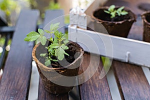 Young plant, tomato seedling in peat pot, selective focus