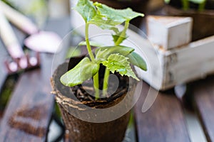 Young plant, tomato seedling in peat pot, selective focus