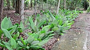 Young plant tree growing on fertile soil in the morning light