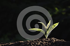 Young plant tree are growing on the ground incomplete in soft green nature background