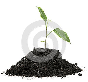 Young plant tree growing seedling in soil isolated on white background. Green sprout