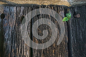 Young plant in unused wooden