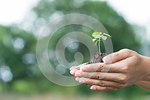 Young plant of vagetable with ground on hand