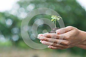 Young plant of vagetable with ground on hand