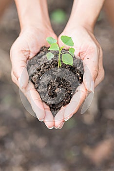 Young plant of vagetable with ground on hand