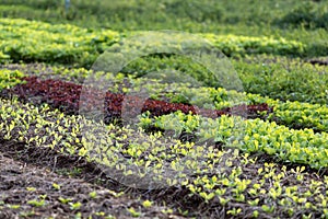 Young plant of variety of lettuce salad crop in organics farm for agriculture and vegetarian concept