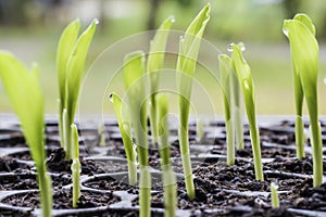 Young plant with water drop in the cultivate tray