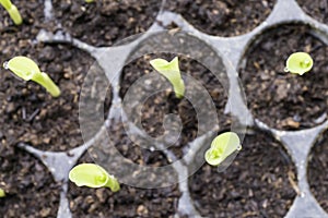 Young plant with water drop in the cultivate tray from the top v