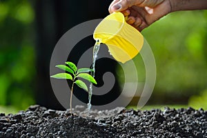 Young plant watered
