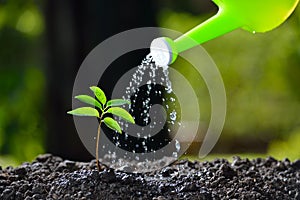 Young plant watered
