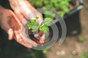 Young plant in wrinkled hands. Seedling in the hands of an elderly woman close-up. Ecology concept, recycling and copy space. Plan