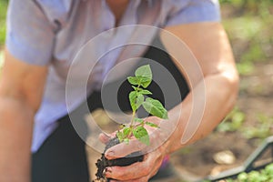 Young plant in wrinkled hands. Seedling in the hands of an elderly woman close-up. Ecology concept, recycling and copy space. Plan