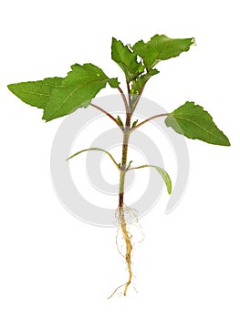 Young plant of Xanthium strumarium, known as rough cocklebur photo