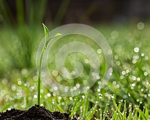 Young plant. Young sprout and grass covered with dew. A young plant against the background of the morning dew bokeh