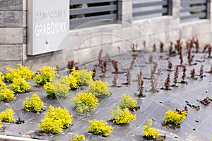 Young plantings in front of salt mines photo