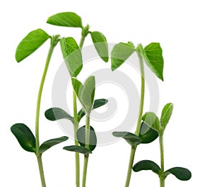 Young plants img