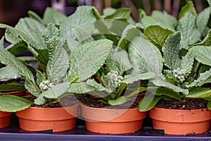Young plants of blue borage starflowers in greenhouse, cultivation of eatable plants and flowers, decoration for exclusive dishes