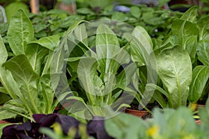 Young plants of blue borage starflowers in greenhouse, cultivation of eatable plants and flowers, decoration for exclusive dishes