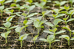 Young plants of blue borage starflowers in greenhouse, cultivation of eatable plants and flowers, decoration for exclusive dishes