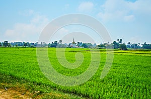 The young plants of the bright green paddy-field, Ava