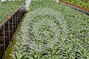 Young plants of centaurea thistle-like flowering plants in greenhouse, cultivation of eatable plants and flowers, decoration for photo