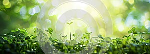 Young Plants, clover growing in soil with sunlight. green world and earth day concept, panorama, copy space