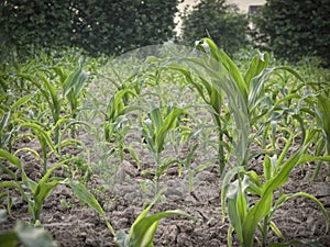 Young plants in a corn field