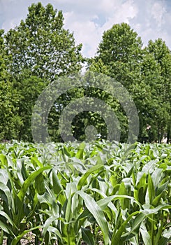 Young plants in a corn field