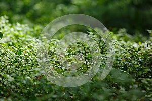 Young plants in the forest in summer