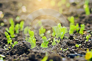 Young plants of green peas