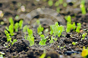 Young plants of green peas