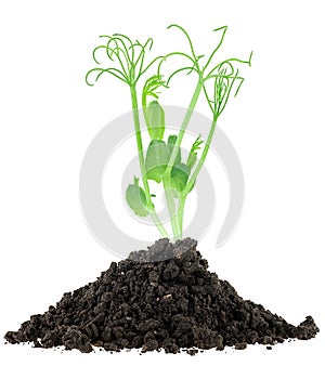 Young plants of green peas growing out from black soil, white background