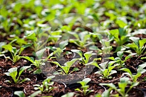 Young plants in a greenhouse