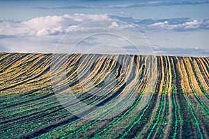 Young plants grow in the field