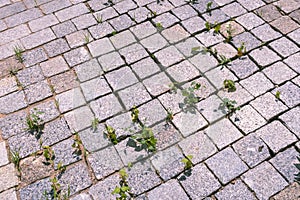 Young plants grow through pavement tile