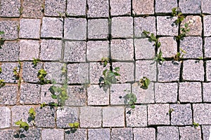 Young plants grow through tile. Square shaped tile