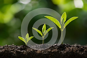 Young plants growing in dark soil, symbolizing growth and vitality against blurry green background
