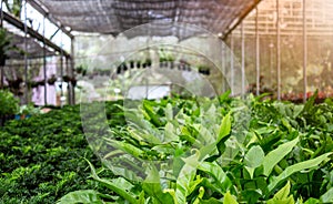 The young plants growing in a greenhouse with sunlight in summer day. Selective focus