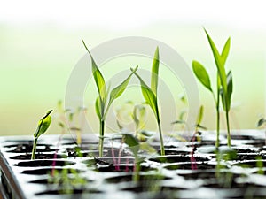 young plants in a growing pot