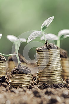 Young plants growing on towers of golden coins