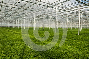 Young plants growing in a very large plant nursery in the Nether