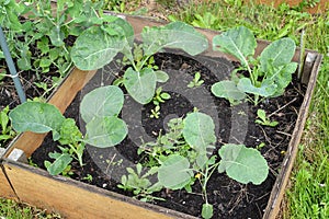 Young plants of kohlrabi cabbage Brassica oleracea var. gongylodes L. grow on the bed