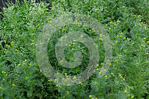 Young plants of matricaria chamomilla known as chamomile photo