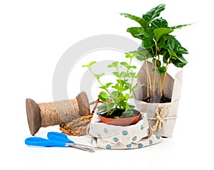 Young plants in the package offered for sale